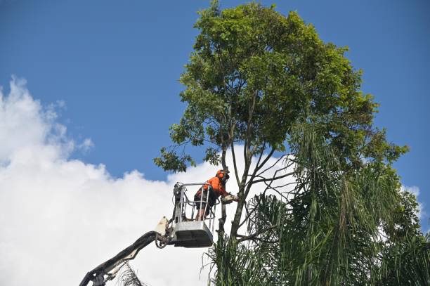 Pest Control for Lawns in Lenox, IA